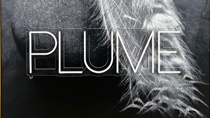 Plume Cocktail Bar Review: A Houston Gem for Craft Cocktails & Quiet Nights